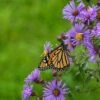 Superstar Aster Collection -High Country Gardens Shop aster monarch butterfly cropped