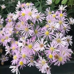 Superstar Aster Collection -High Country Gardens Shop aster oblongifolius dream of beauty close up cropped 1