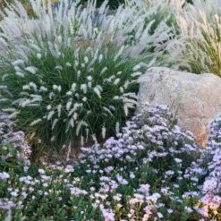Dream Of Beauty Aromatic Aster -High Country Gardens Shop aster oblongifolius dream of beauty garden2