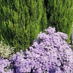 Raydon's Favorite Aromatic Aster -High Country Gardens Shop aster oblongifolius raydons favorite pr2