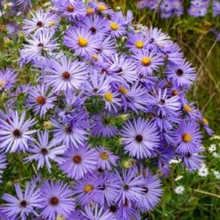 Raydon's Favorite Aromatic Aster -High Country Gardens Shop aster oblongifolius raydons favorite 1