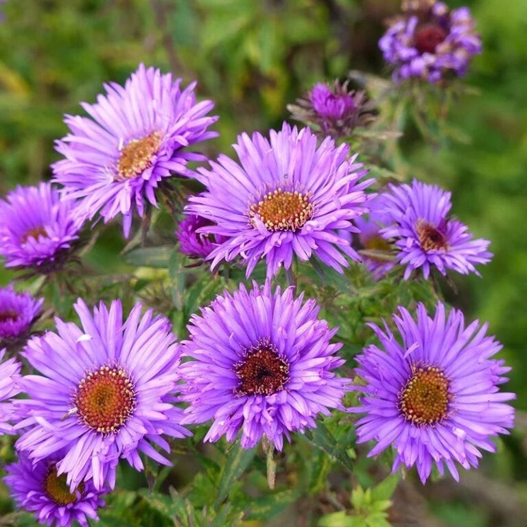High Country Gardens Shop -High Country Gardens Shop aster purple dome close up 1 1 768x768 1