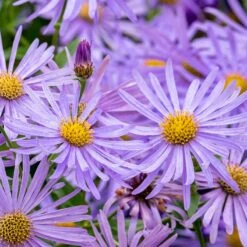 Monch Frikart's Aster 6 Monch Frikart's Aster -High Country Gardens Shop aster x frikartii m nch flower close up