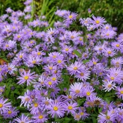 Monch Frikart's Aster 7 Monch Frikart's Aster -High Country Gardens Shop aster x frikartii m nch flowers garden