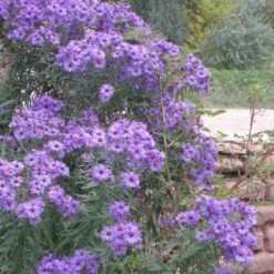 Professor Kippenberg New York Aster -High Country Gardens Shop aster novi belgii professor kippenberg web