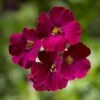 Axcent™ Burgundy Aubrieta 6 Axcent™ Burgundy Aubrieta -High Country Gardens Shop aubrieta axcent burgundy 1