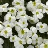 Axcent™ White Aubrieta -High Country Gardens Shop aubrieta axcent white 1