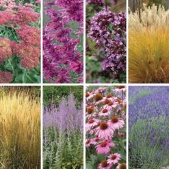 August Afternoons Pre-Planned Garden -High Country Gardens Shop august afternoons 9 19 25