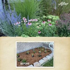 August Afternoons Pre-Planned Garden -High Country Gardens Shop august afternoons before after