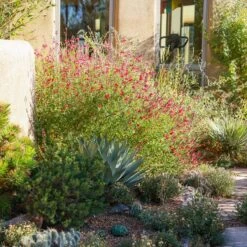 Furman's Red Texas Salvia -High Country Gardens Shop ava salman nm 6999.sq