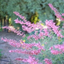 August Afternoons Pre-Planned Garden -High Country Gardens Shop ava agastache sq
