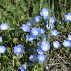 Alternative Lawn Wildflower Seed Mix -High Country Gardens Shop baby blue eyes 1