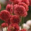 Ballerina Red Armeria 7 Ballerina Red Armeria -High Country Gardens Shop ballerina red armeria 1