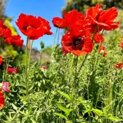 Beauty Of Livermere Oriental Poppy -High Country Gardens Shop beauty of livermere orientalpoppy2