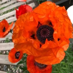 Beauty Of Livermere Oriental Poppy -High Country Gardens Shop beauty of livermere orientalpoppy4