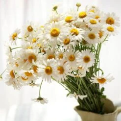 Becky Shasta Daisy -High Country Gardens Shop becky shasta daisy 4