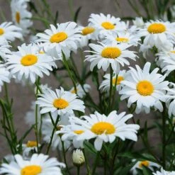 Blowin' In The Wind Collection -High Country Gardens Shop becky shasta daisy square