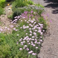 Bellina Pink Cornflower -High Country Gardens Shop bella pink cornflower credit plant select 2