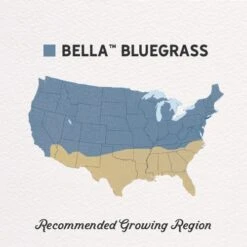 Bella™ Bluegrass Grass Plugs 7 Bella™ Bluegrass Grass Plugs -High Country Gardens Shop bella bluegrass gph regions