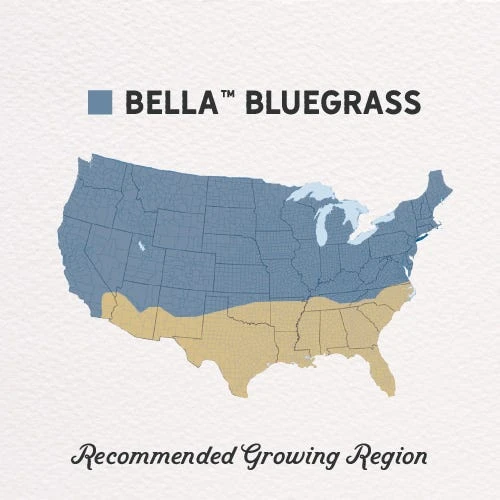 Bella™ Bluegrass Grass Plugs 3 Bella™ Bluegrass Grass Plugs - Image 3