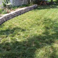 Bella™ Bluegrass Grass Plugs 9 Bella™ Bluegrass Grass Plugs -High Country Gardens Shop bella bluegrass sq