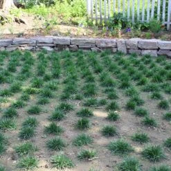 Bella™ Bluegrass Grass Plugs 8 Bella™ Bluegrass Grass Plugs -High Country Gardens Shop bella bluegrass sq1