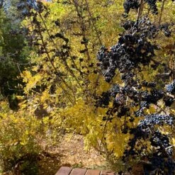 Berry Girl New Mexico Privet 11 Berry Girl New Mexico Privet -High Country Gardens Shop berry girl nm privet