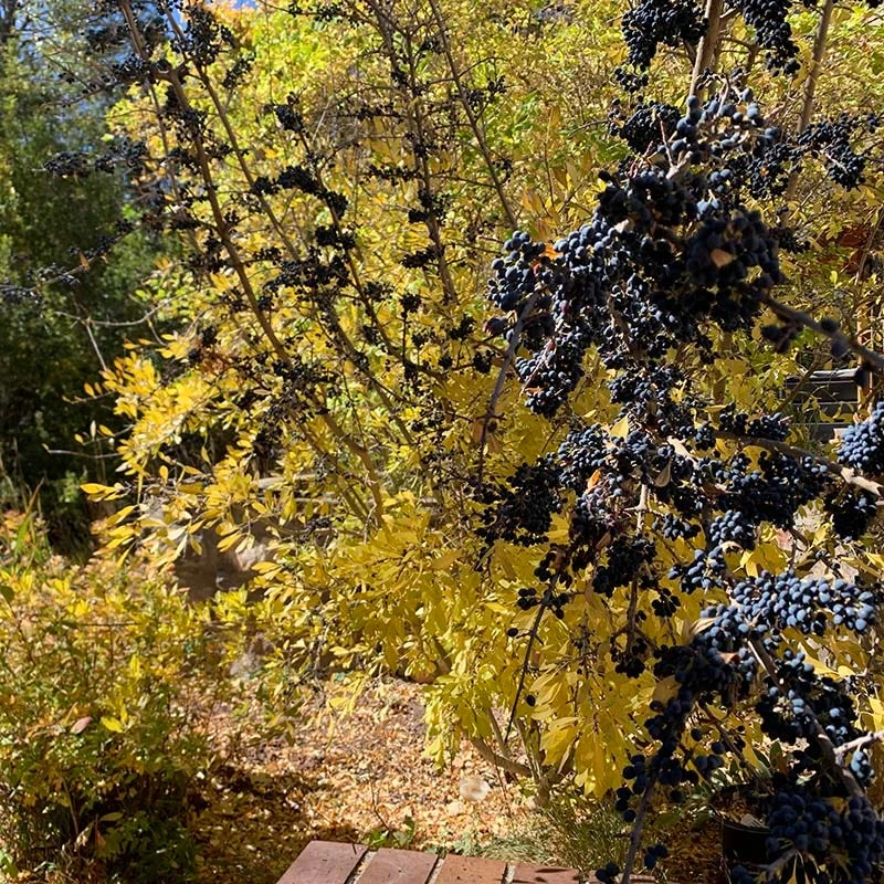 Berry Girl New Mexico Privet 6 Berry Girl New Mexico Privet - Image 6