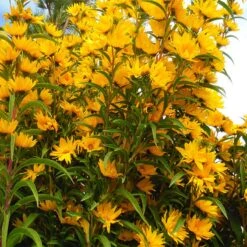 Habitat Hero Birdwatcher Pre-Planned Garden -High Country Gardens Shop betty griffith maximiliana sunflower