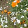 Western Xeriscape Wildflower Seed Mix -High Country Gardens Shop birds eyes gillia western xeriscape mix