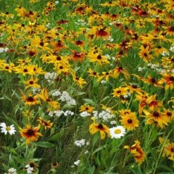 Dry Area Wildflower Seed Mix -High Country Gardens Shop black eyed susan gloriosa daisy yarrow