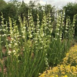 Blanca Peak™ Rocky Mountain Penstemon -High Country Gardens Shop blanca peak rocky mountain penstemon beardtongue garden