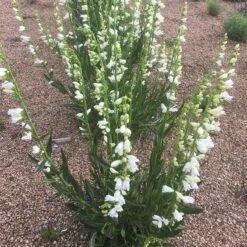 Blanca Peak™ Rocky Mountain Penstemon -High Country Gardens Shop blanca peak rocky mountain penstemon full jameson coopman
