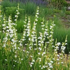 Blanca Peak™ Rocky Mountain Penstemon -High Country Gardens Shop blanca peak rocky mountain penstemon penstemon strictus albus garden