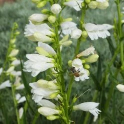 Blanca Peak™ Rocky Mountain Penstemon -High Country Gardens Shop blanca peak rocky mountain penstemon strictus albus honeybee