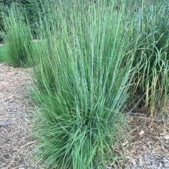Blaze Little Bluestem Grass -High Country Gardens Shop blaze little bluestem credit hoffmannursery