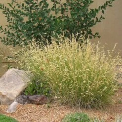 Plant Select® Waterwise Perennial Collection -High Country Gardens Shop blonde ambition cropped 2
