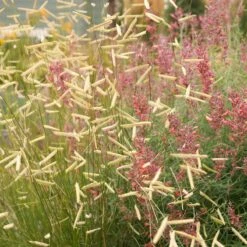 Plant Select® Waterwise Perennial Collection -High Country Gardens Shop blonde ambition cropped