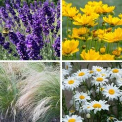 Blowin' In The Wind Collection -High Country Gardens Shop blowin in the wind collection collage