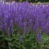 Blue By You Salvia -High Country Gardens Shop blue by you meadow sage 1