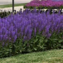Blue By You Salvia -High Country Gardens Shop blue by you meadow sage 3