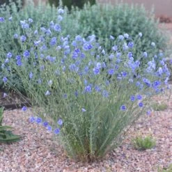 Appar Blue Flax (Linum) -High Country Gardens Shop blue flax appar pr