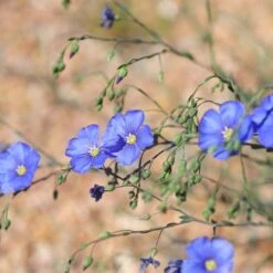 Appar Blue Flax (Linum) -High Country Gardens Shop blue flax appar pr closeup