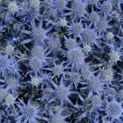 Blue Glitter Sea Holly (Eryngium) -High Country Gardens Shop blue glitter sea holly 2
