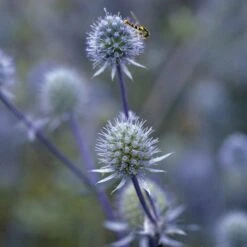 Blue Glitter Sea Holly (Eryngium) -High Country Gardens Shop blue glitter sea holly