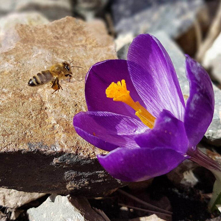 High Country Gardens Shop -High Country Gardens Shop blue moon dutch crocus mix pollinator 768x768 1