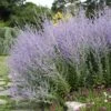 Blue Spire Russian Sage -High Country Gardens Shop blue spire russian sage 1