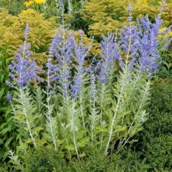 Blue Spire Russian Sage -High Country Gardens Shop blue spires russian sage 3