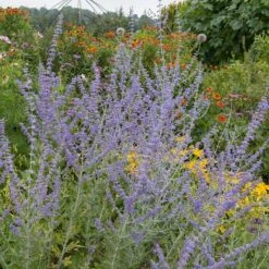 Blue Spire Russian Sage -High Country Gardens Shop blue spires russian sage 4