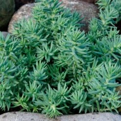 Blue Spruce Sedum -High Country Gardens Shop blue spruce sedum 2